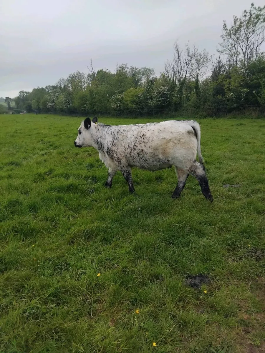 Super quality breeding heifers - Image 4
