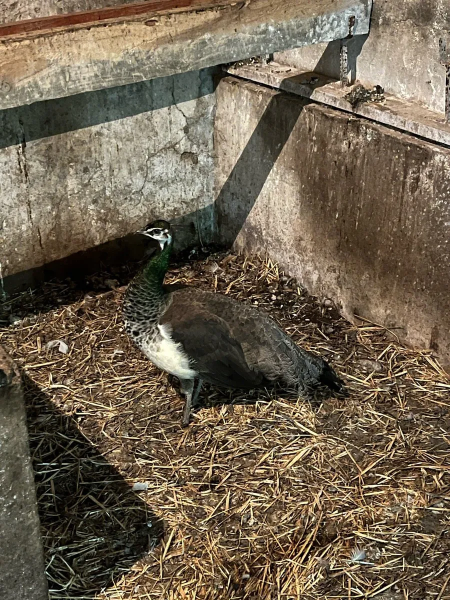 Chinese goslings & Pea hen - Image 3