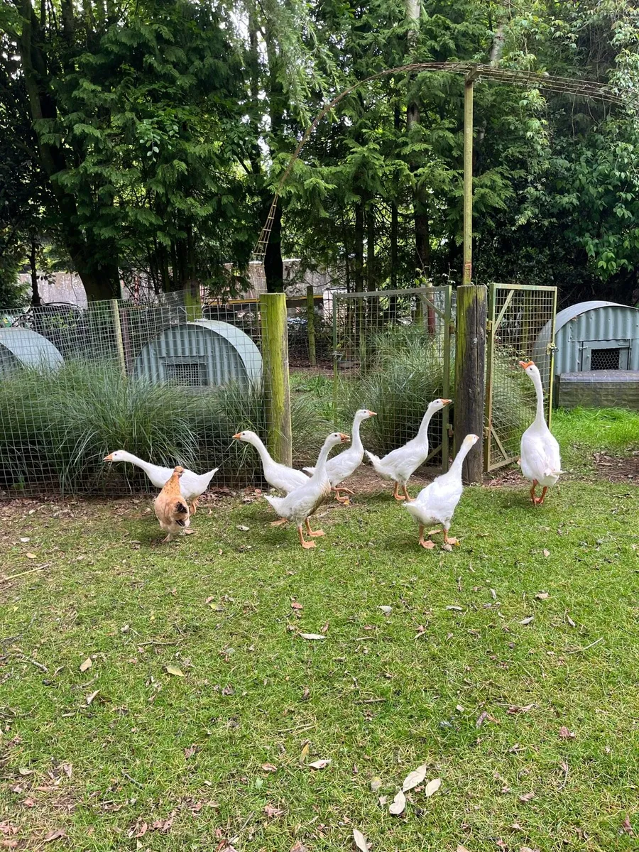 Chinese goslings & Pea hen - Image 1