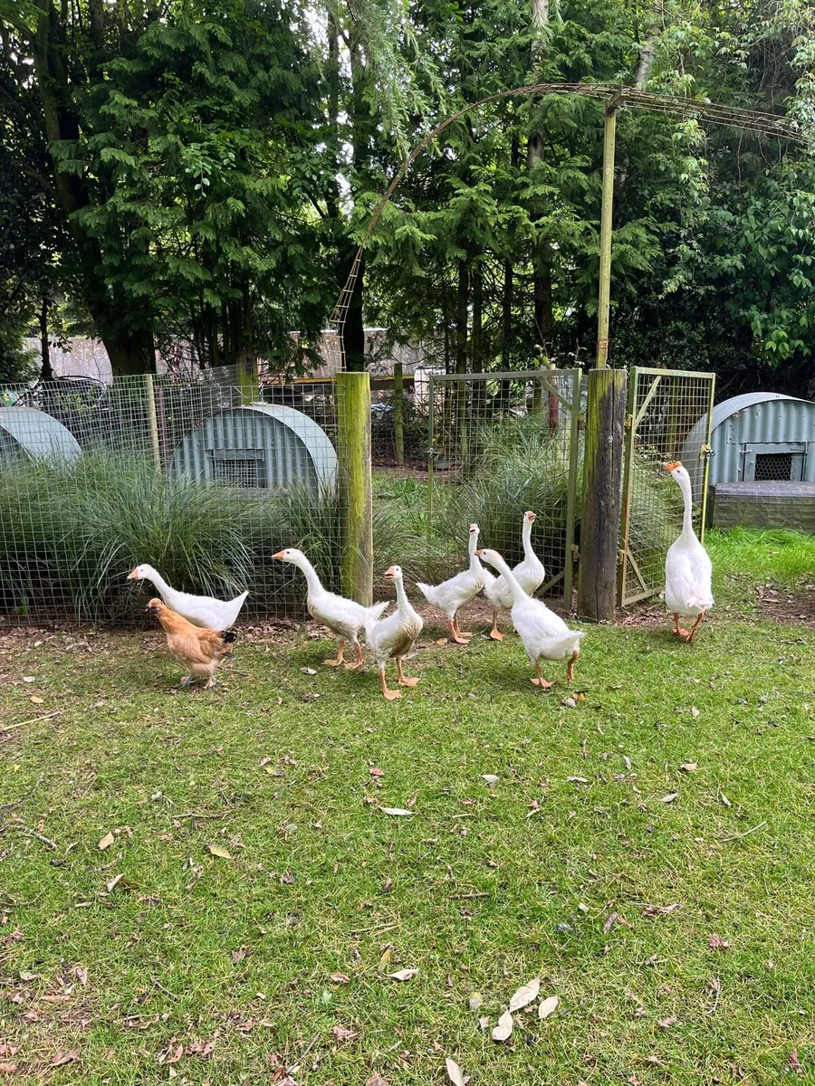 Chinese goslings & Pea hen - Image 2