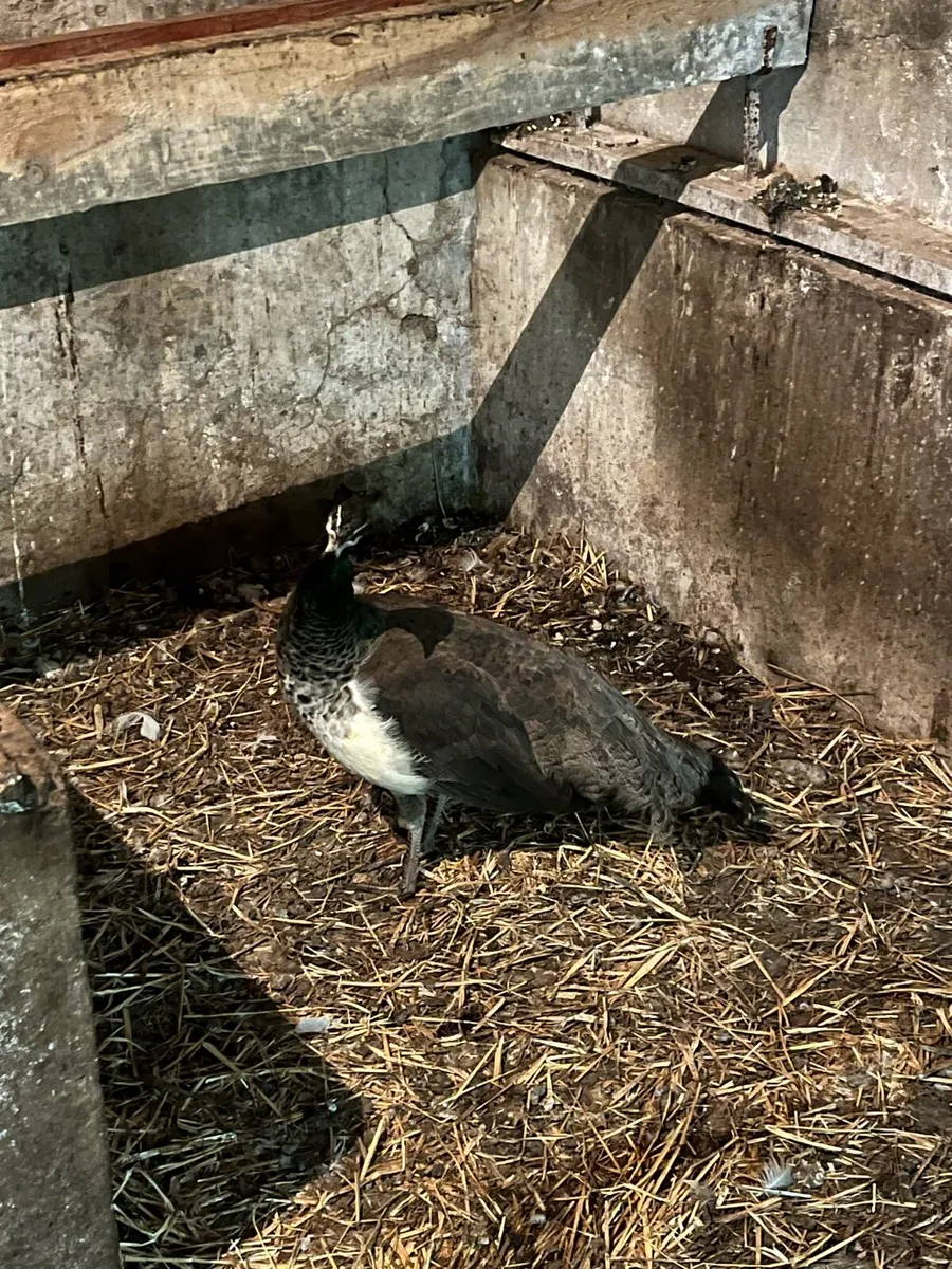 Chinese goslings & Pea hen - Image 4