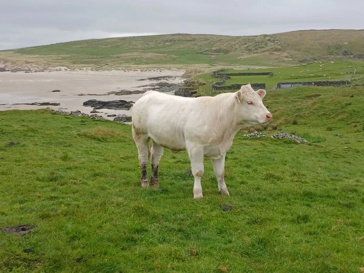 Pedigree Charolais Heifer - Image 1