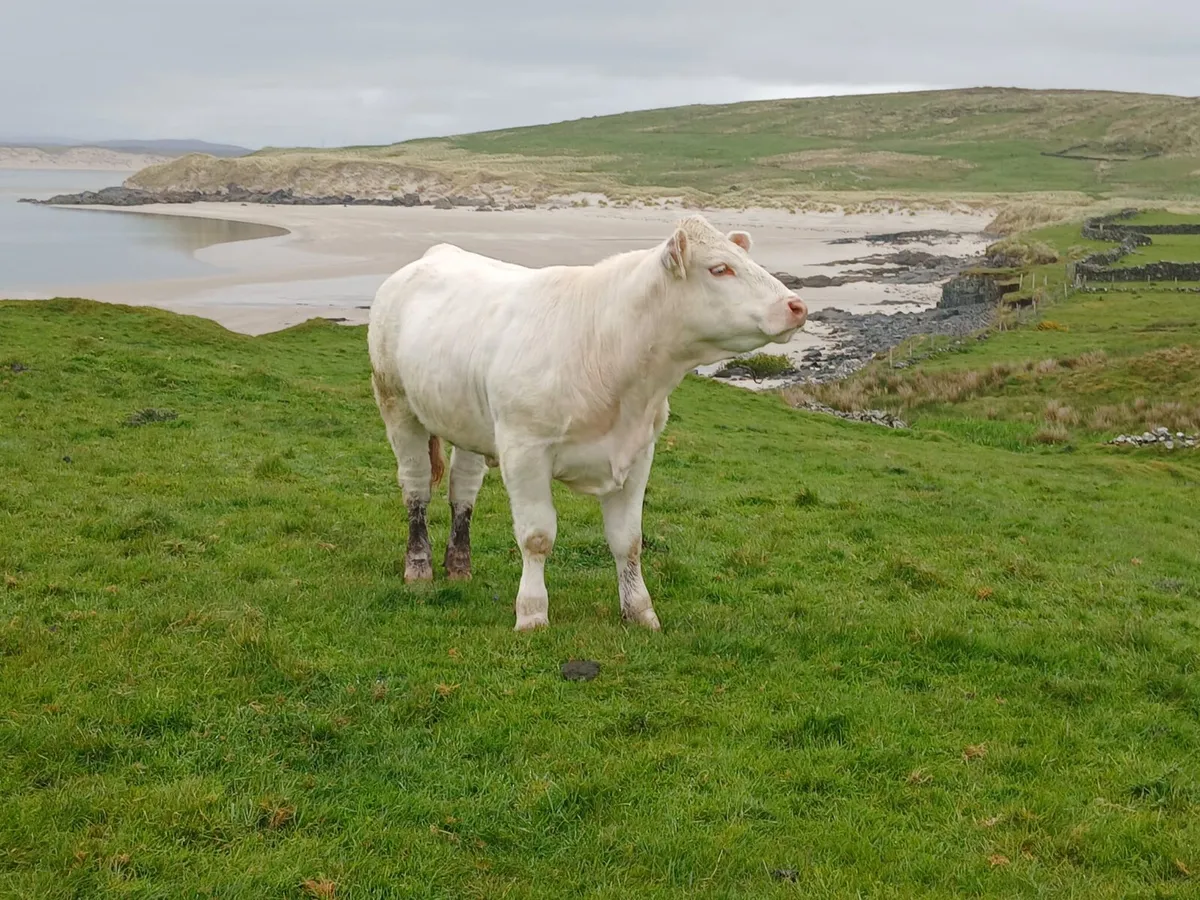 Pedigree Charolais Heifer - Image 2
