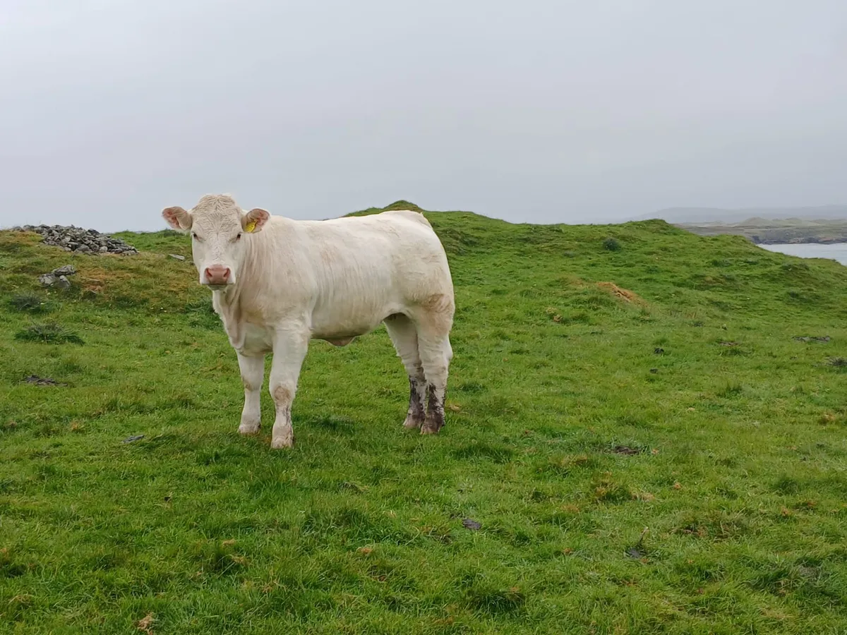 Pedigree Charolais Heifer - Image 3