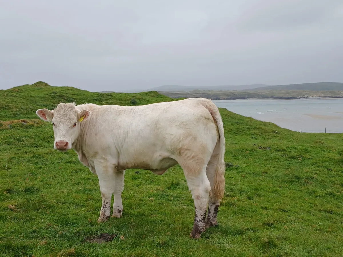 Pedigree Charolais Heifer - Image 4