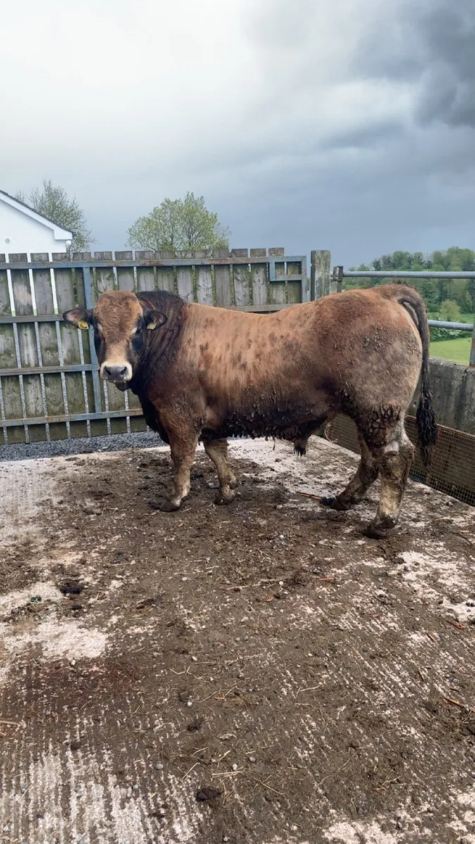 5 star Aubrac bull - Image 1