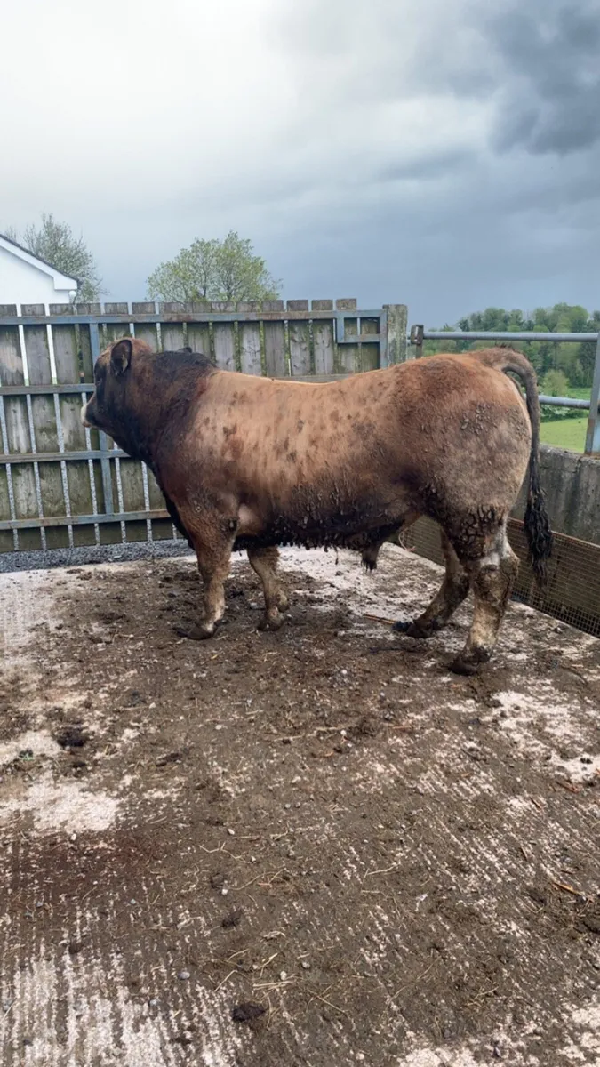 5 star Aubrac bull - Image 2