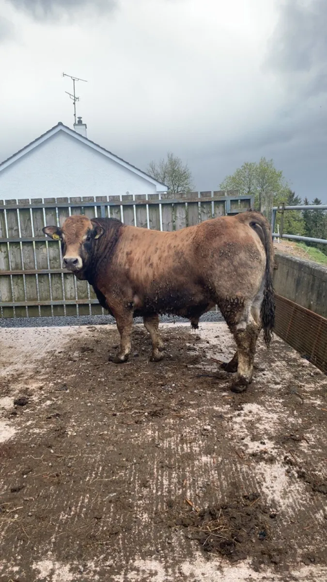 5 star Aubrac bull - Image 3