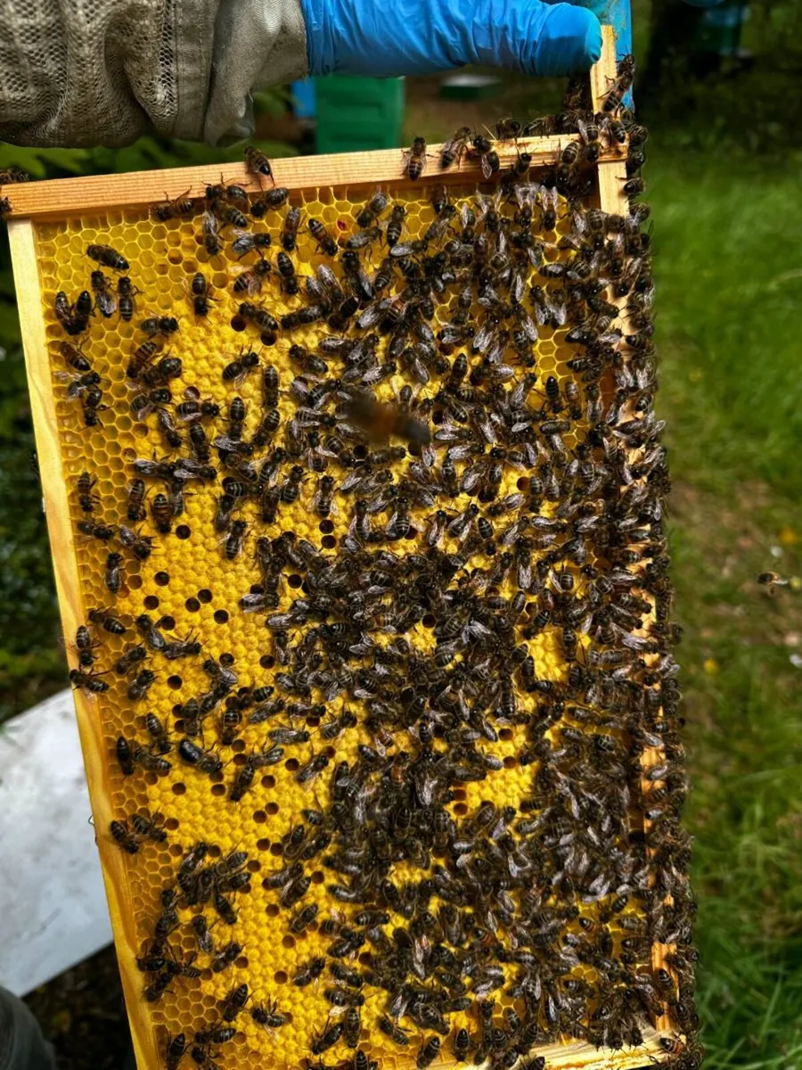 Bees for sale - Image 1