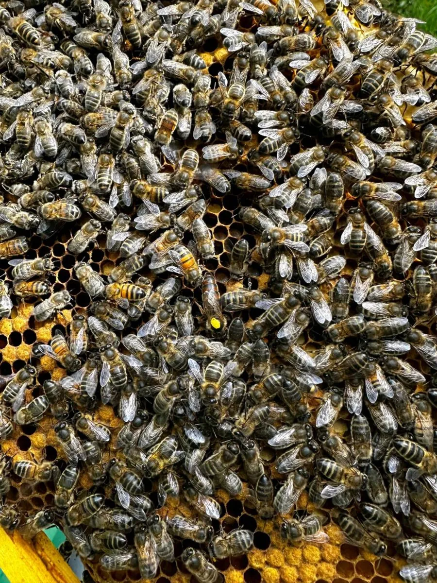 Bees for sale - Image 2