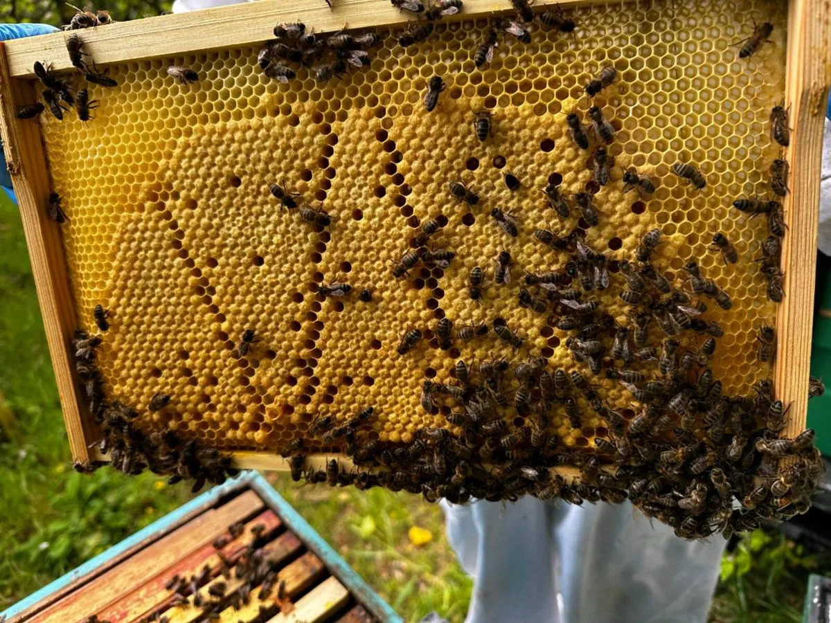 Bees for sale - Image 3