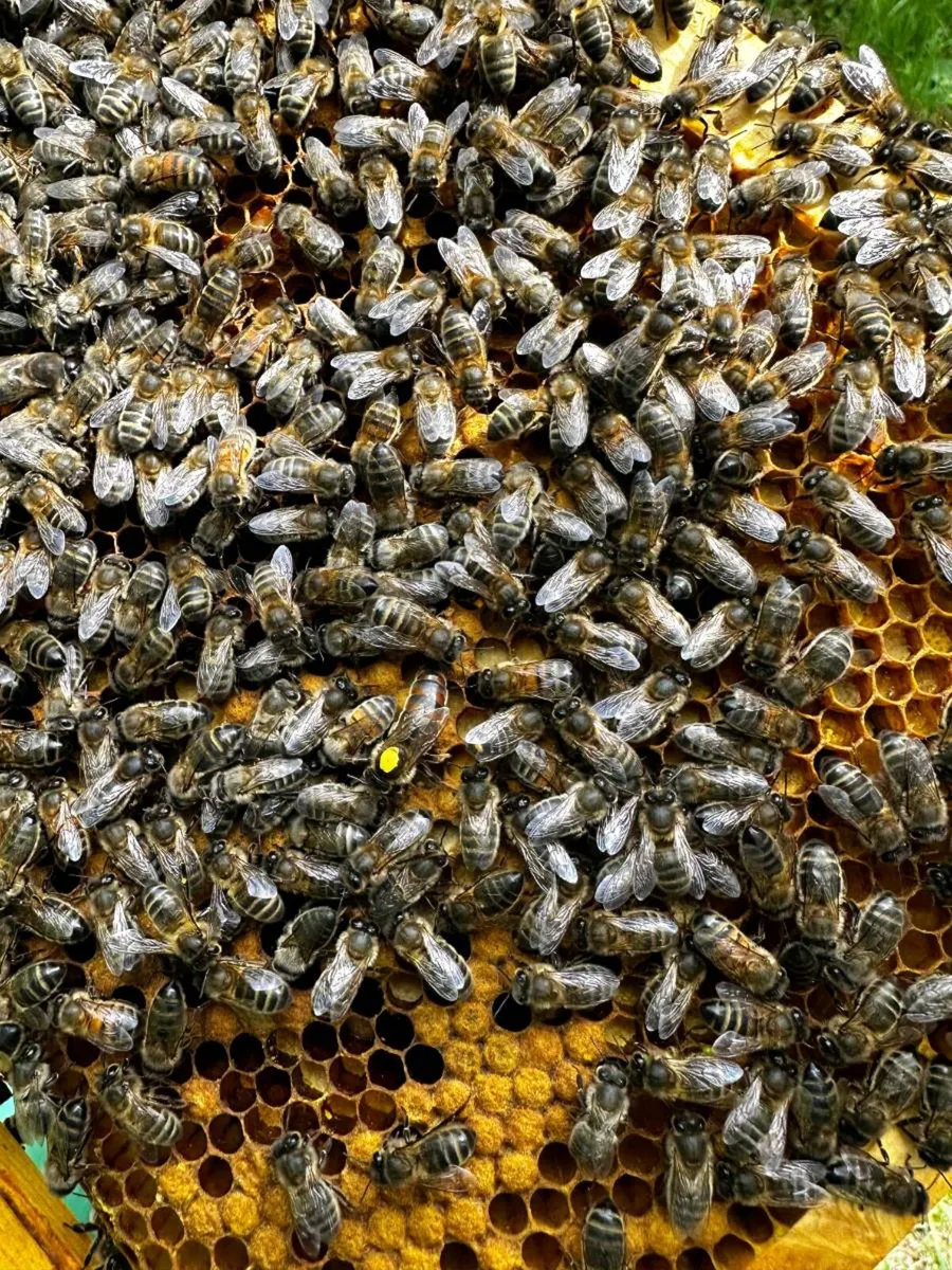 Bees for sale - Image 4