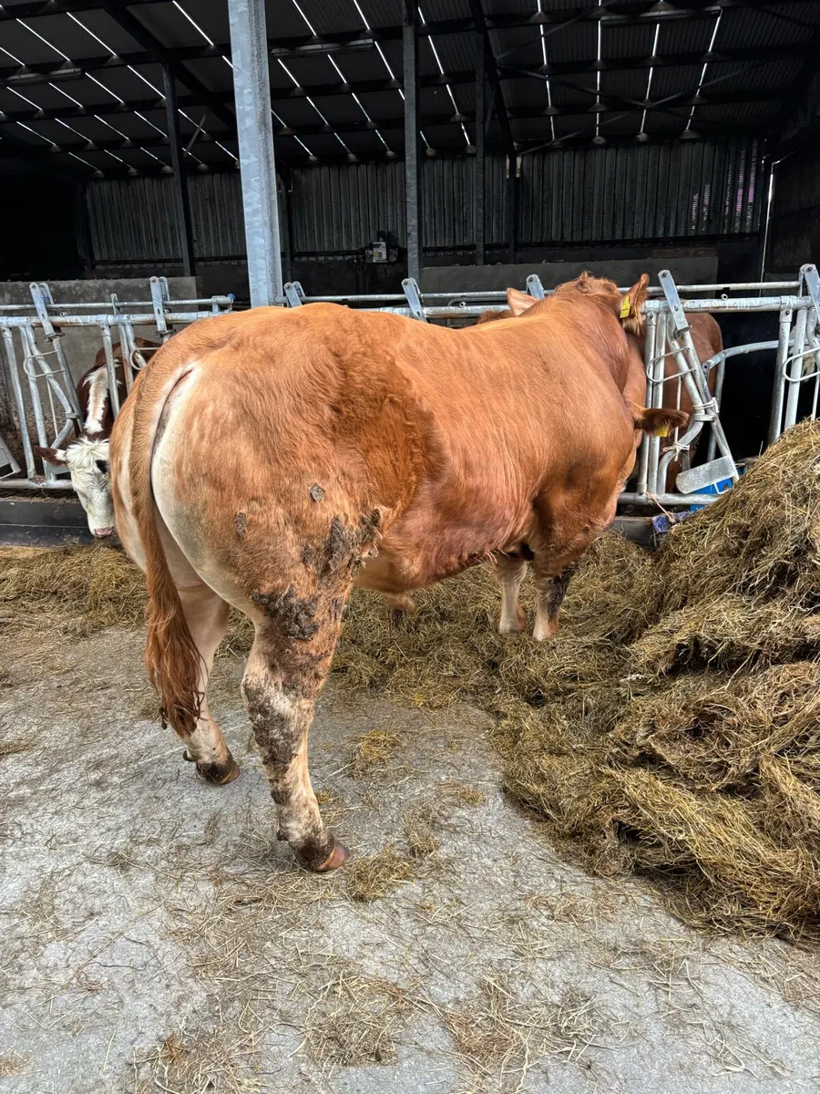 Limousin Bull - Image 2