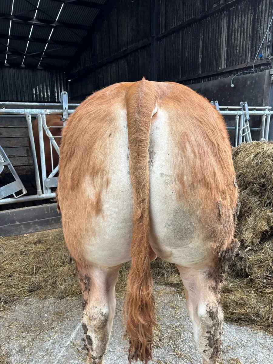 Limousin Bull - Image 3