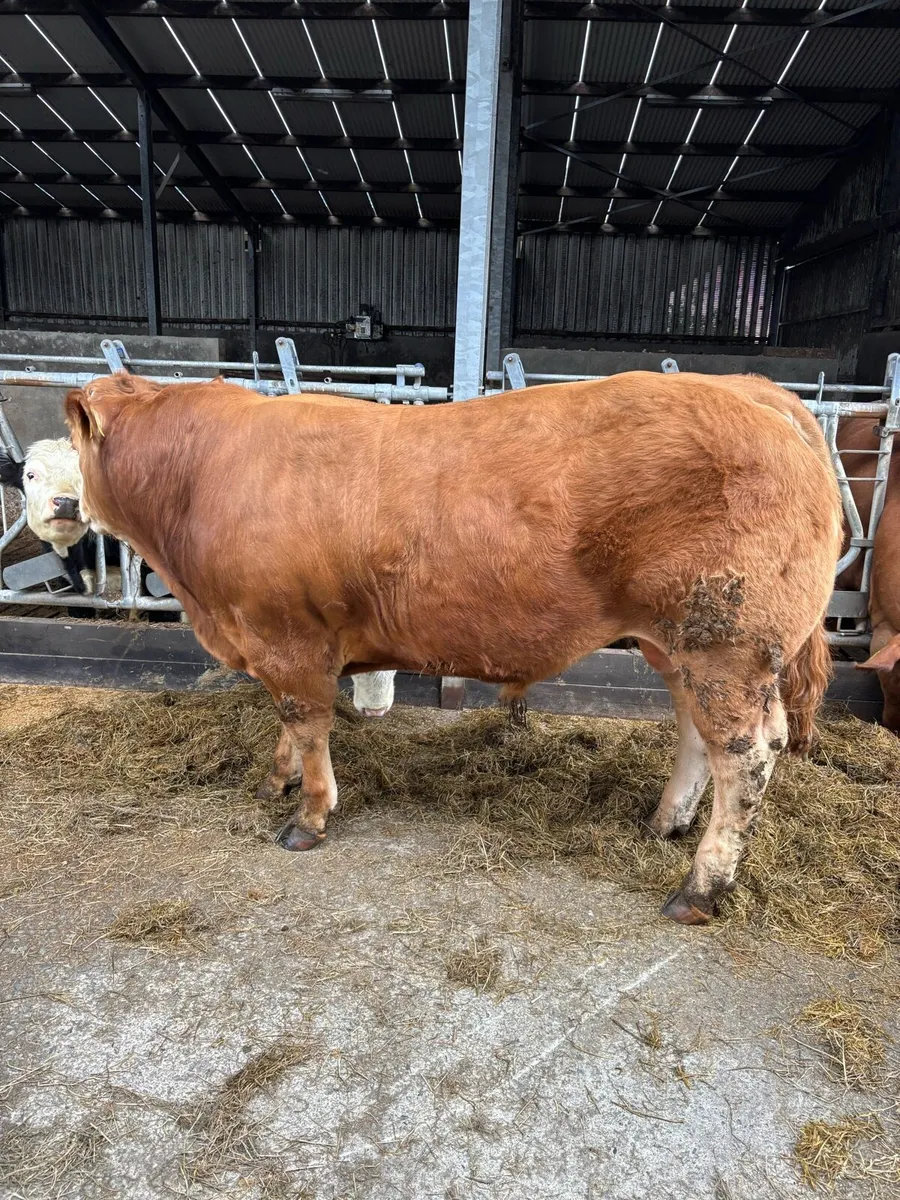 Limousin Bull - Image 4