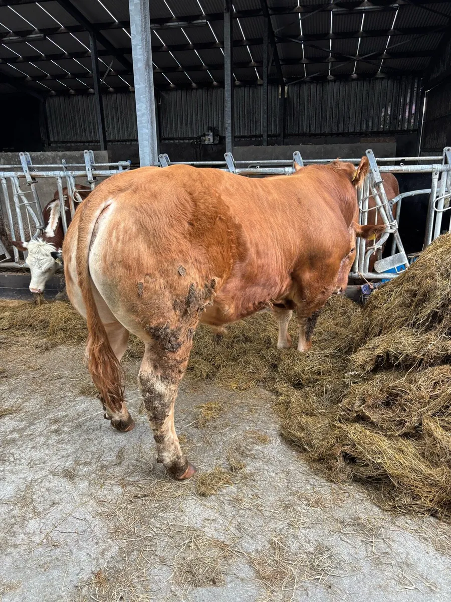 Limousin Bull - Image 1