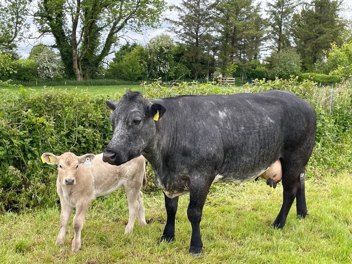 Cow and calf - Image 1