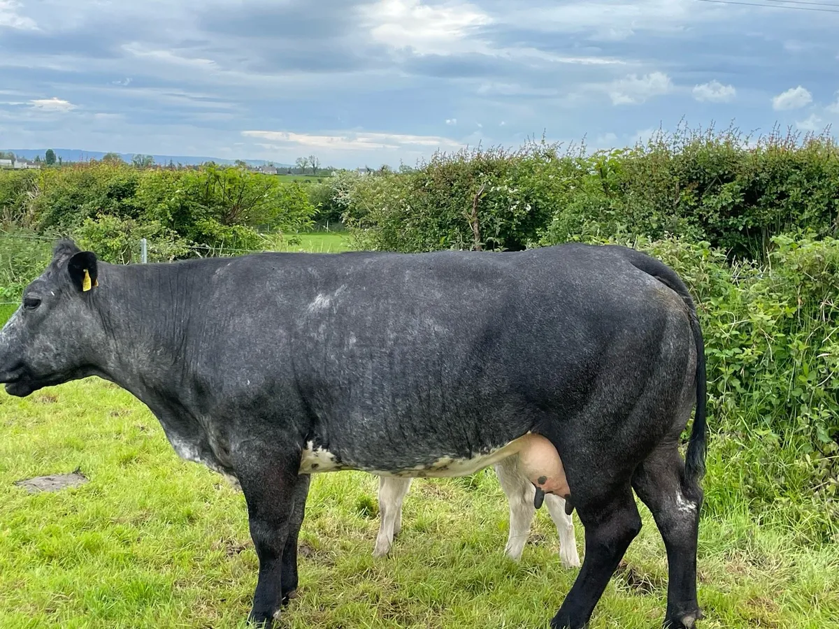 Cow and calf - Image 2