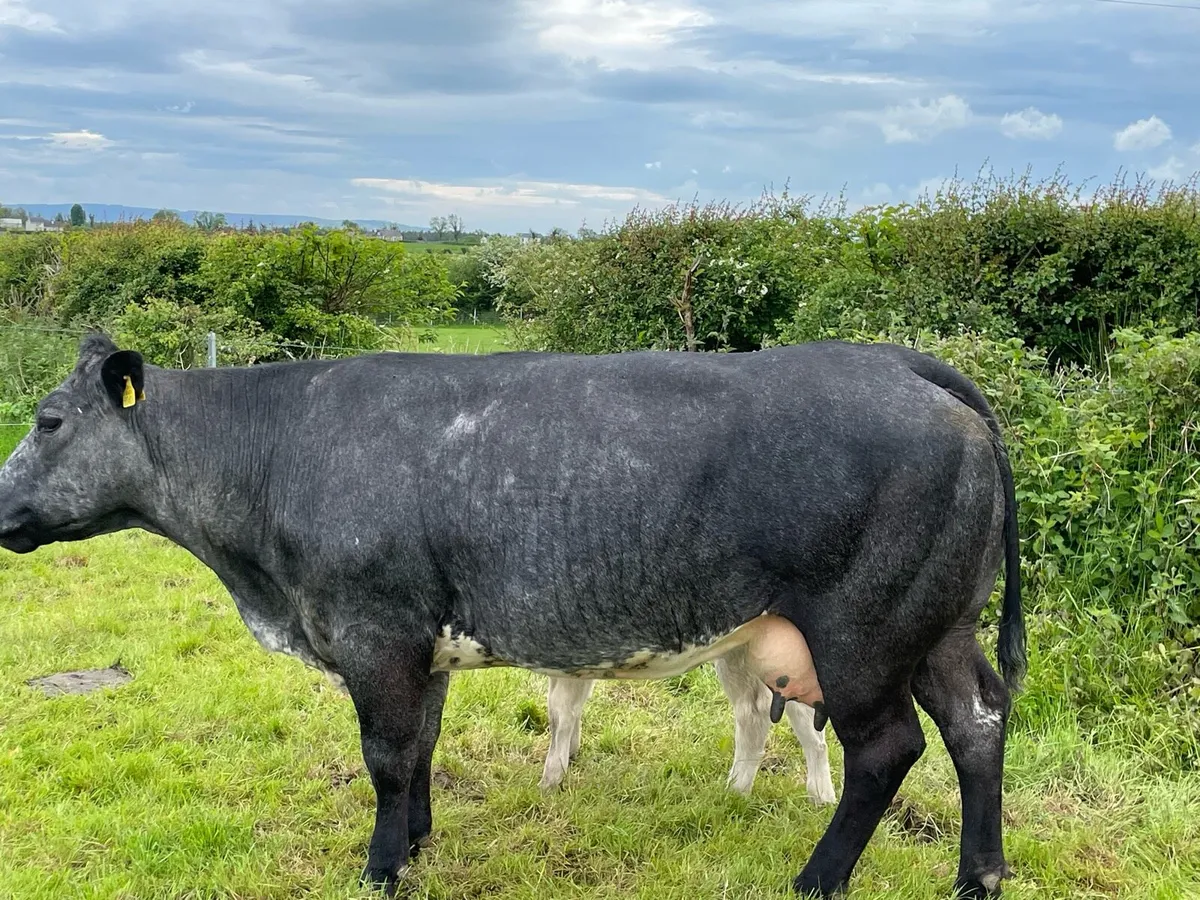 Cow and calf - Image 3