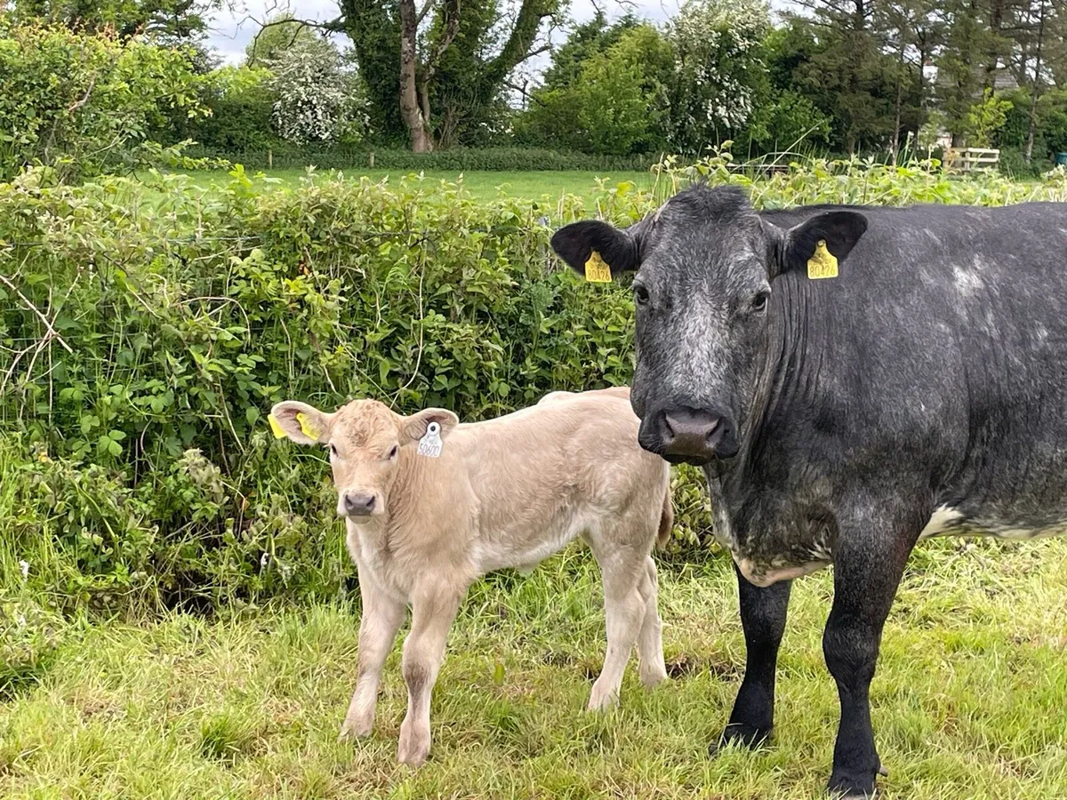 Cow and calf - Image 4
