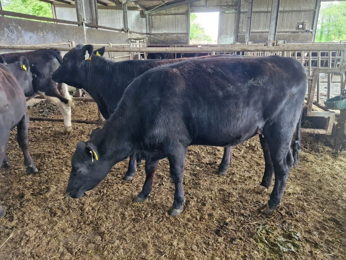 In Calf Heifers - Image 4