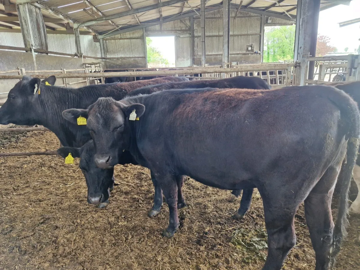 In Calf Heifers - Image 1