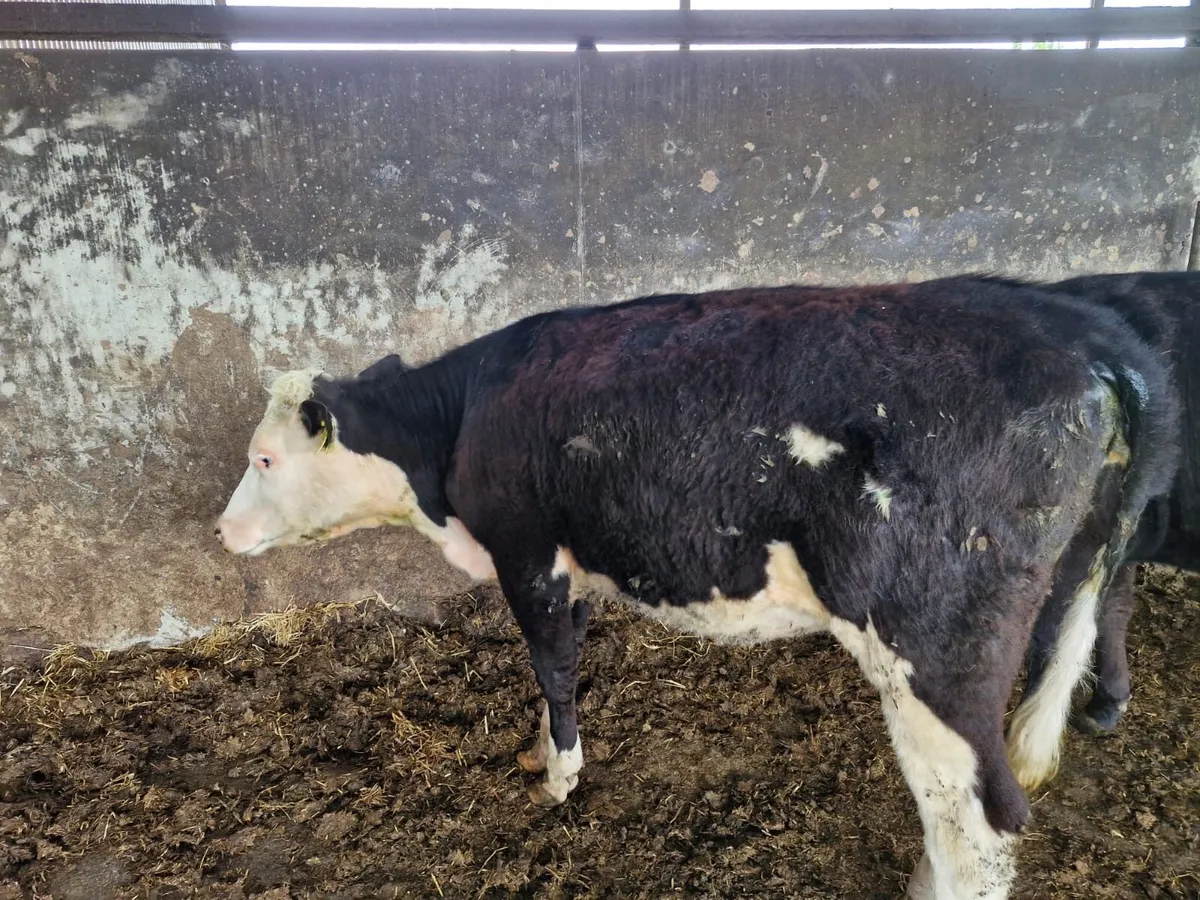 In Calf Heifers - Image 2
