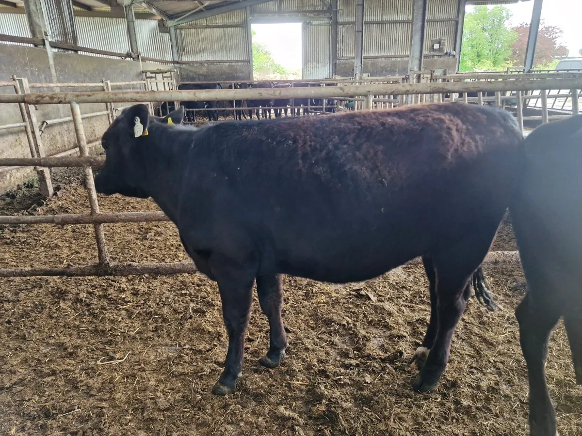 In Calf Heifers - Image 3