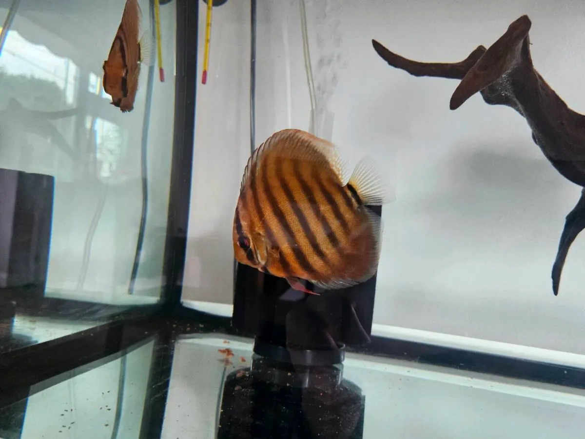 F1 discus - Image 1