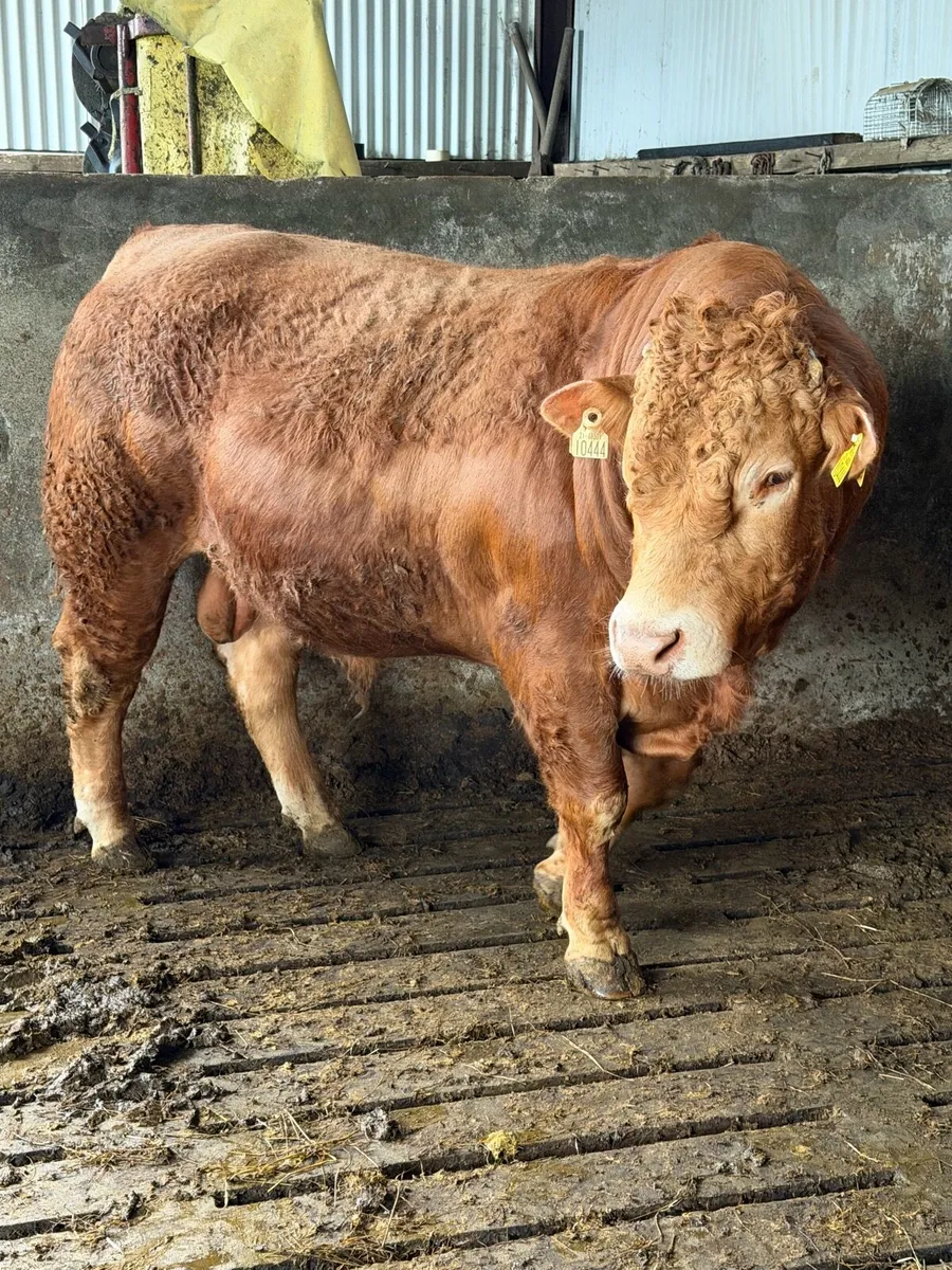 Lm Bull - Image 1