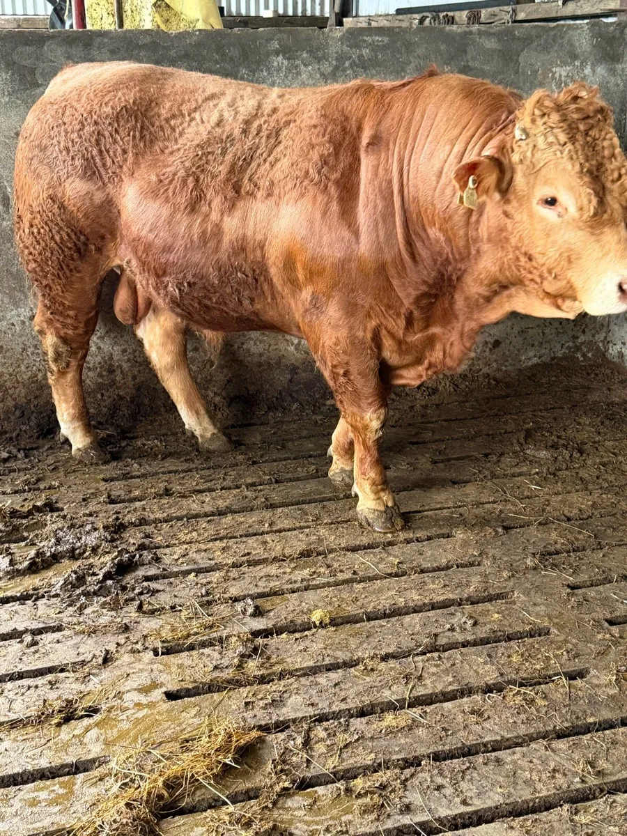 Lm Bull - Image 2