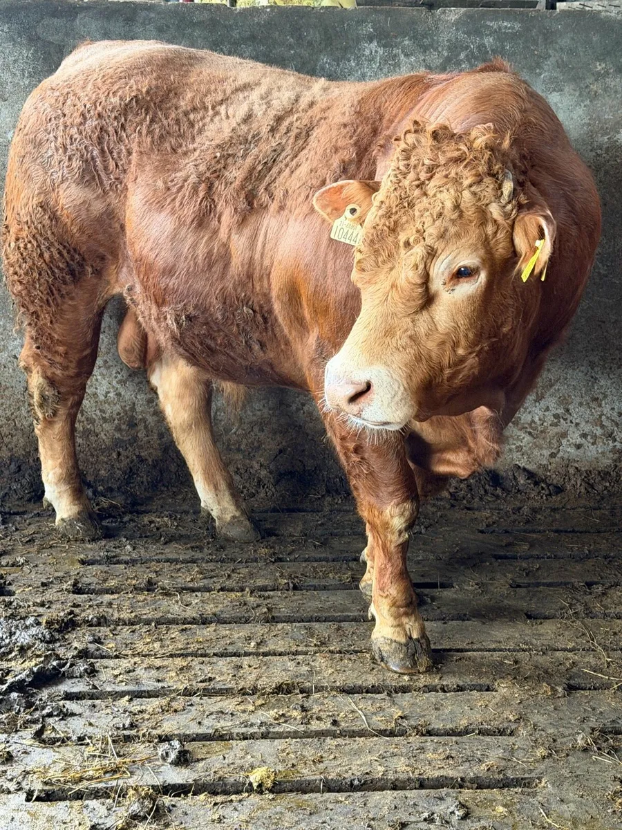 Lm Bull - Image 3