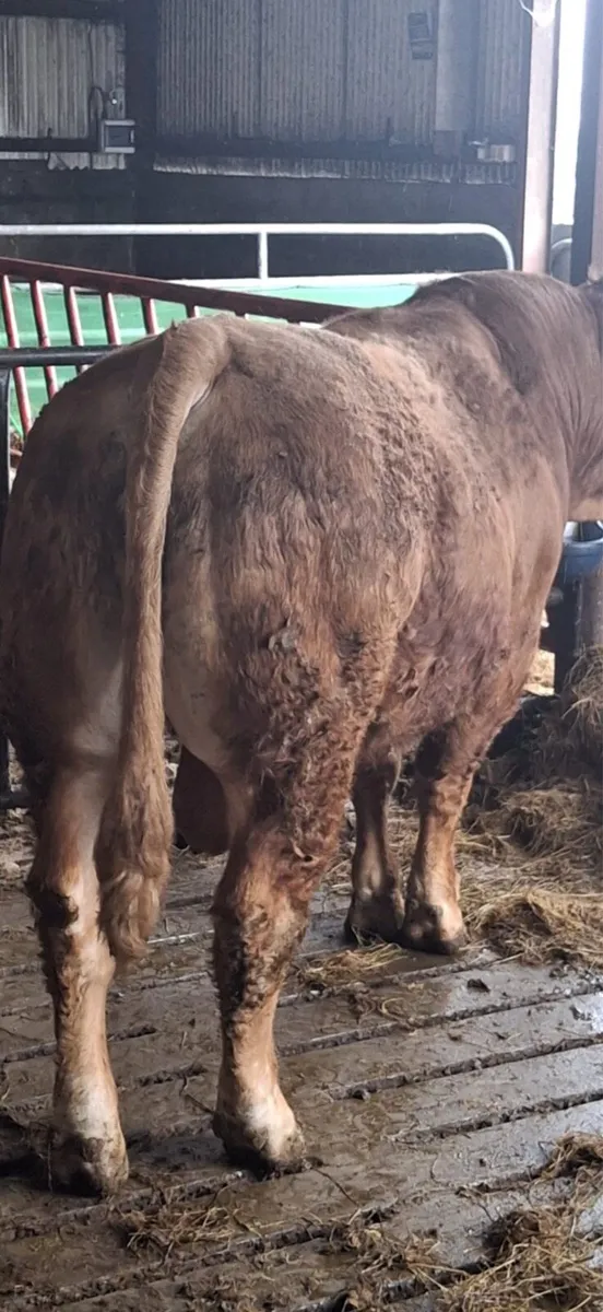 Lm Bull - Image 4