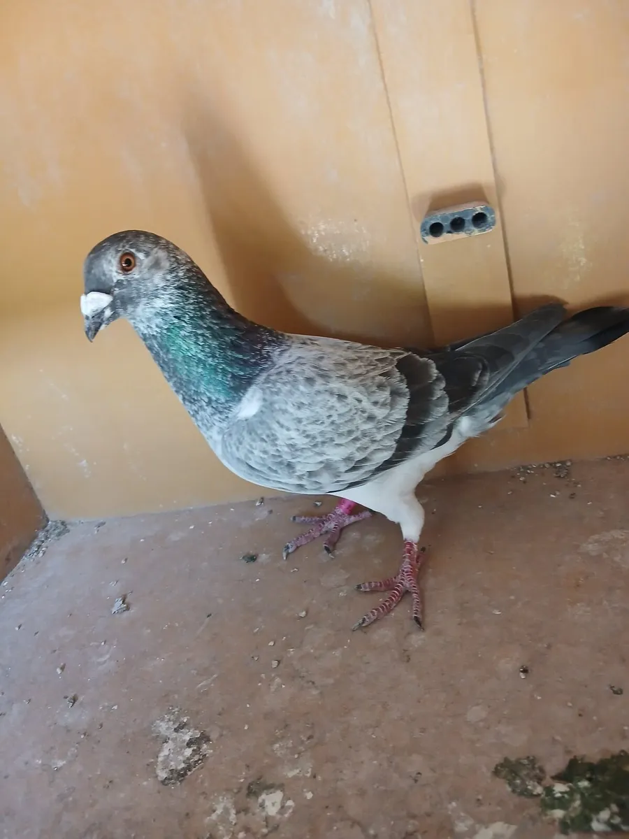 Grizzle Pidgeons - Image 1
