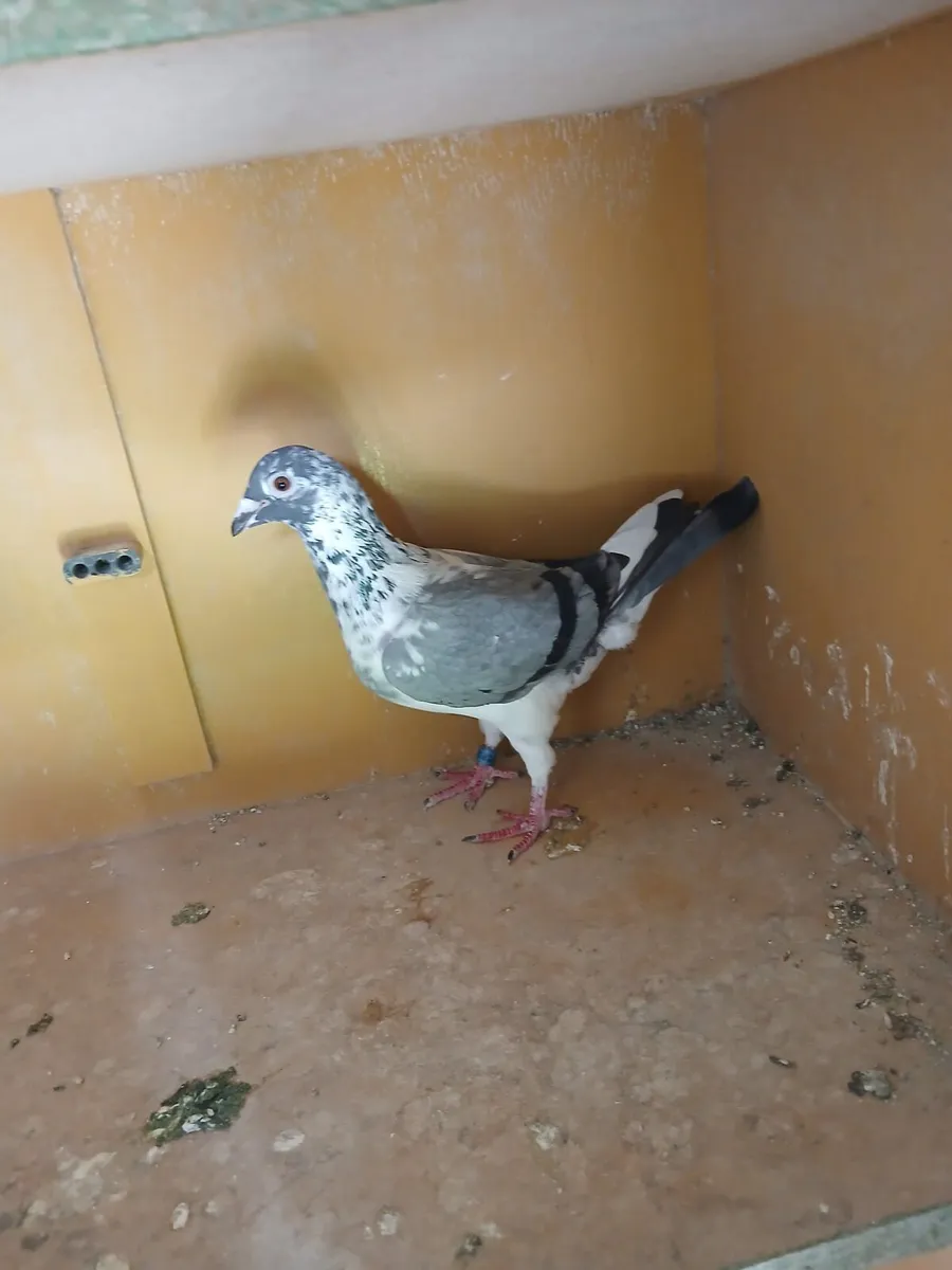 Grizzle Pidgeons - Image 3