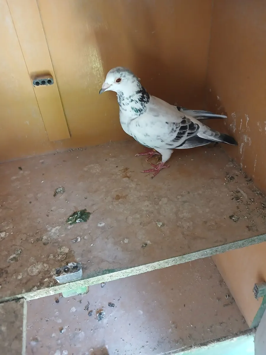 Grizzle Pidgeons - Image 4