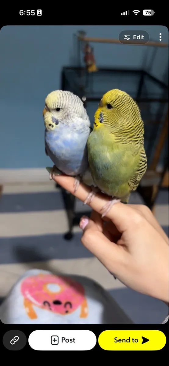 Budgies - Image 1