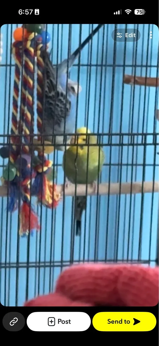 Budgies - Image 3