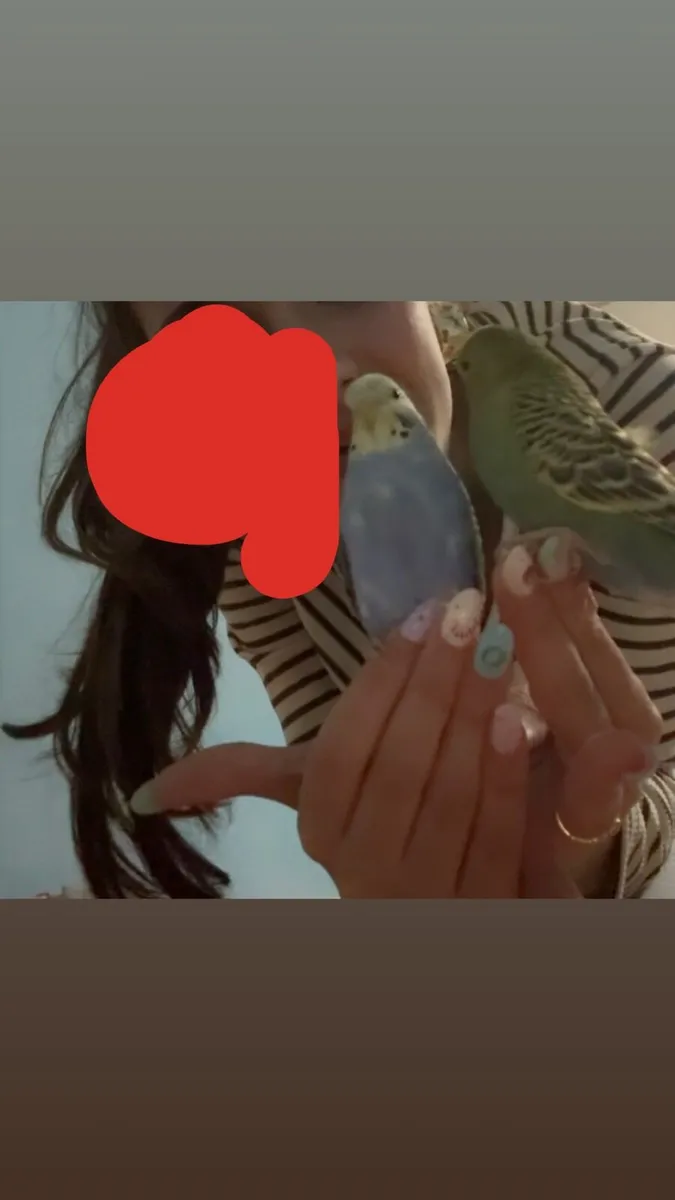 Budgies - Image 4