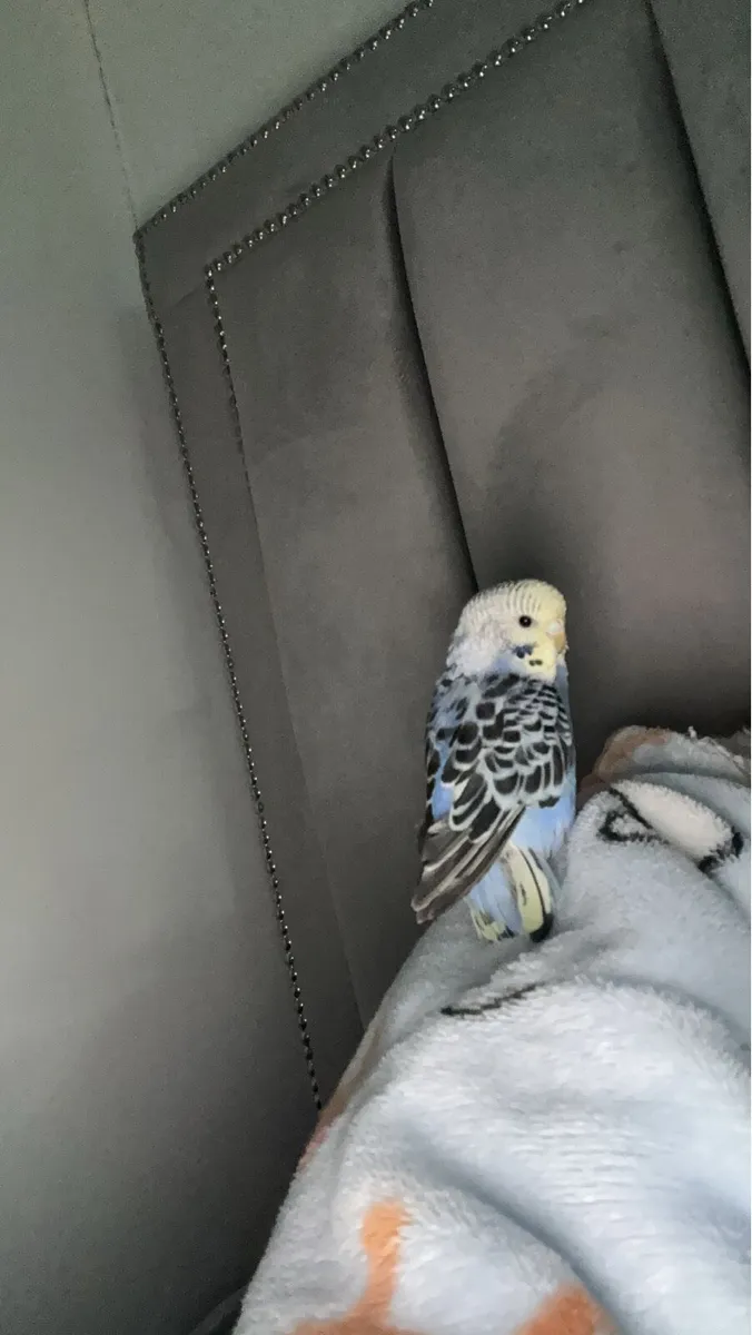 Budgies - Image 2