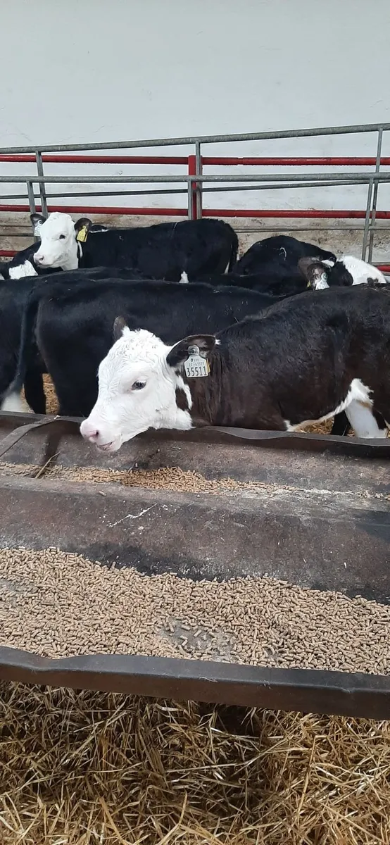 Strong heifir calves for sale - Image 2
