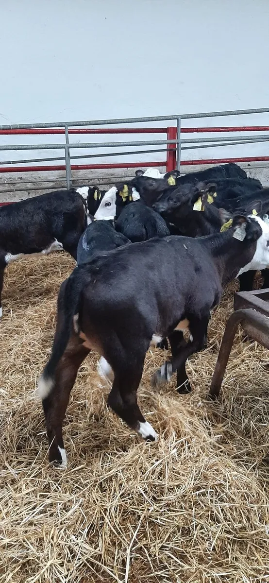 Strong heifir calves for sale - Image 3