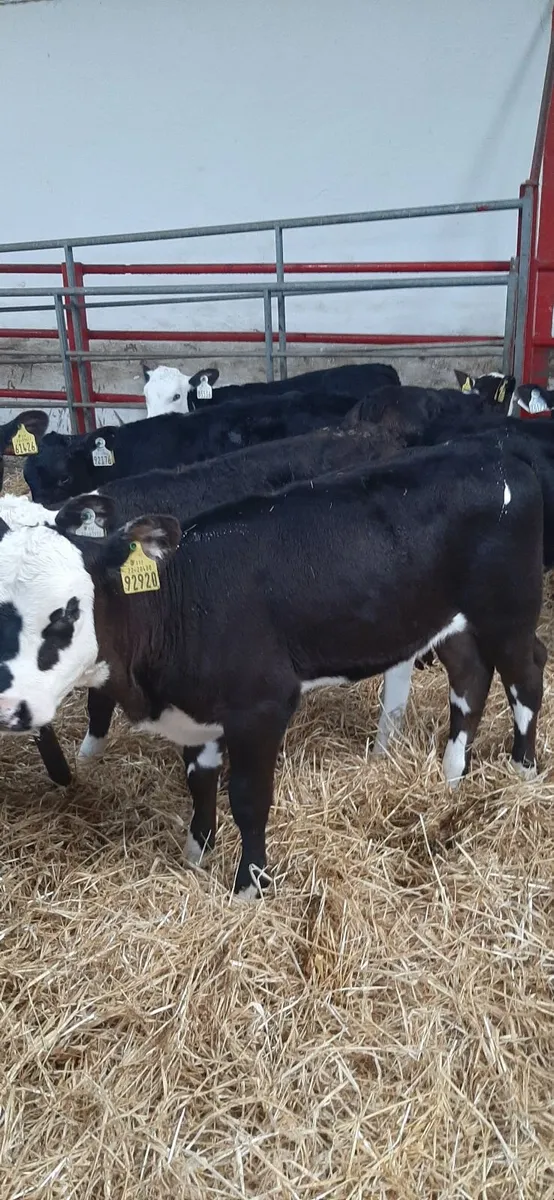 Strong heifir calves for sale - Image 4