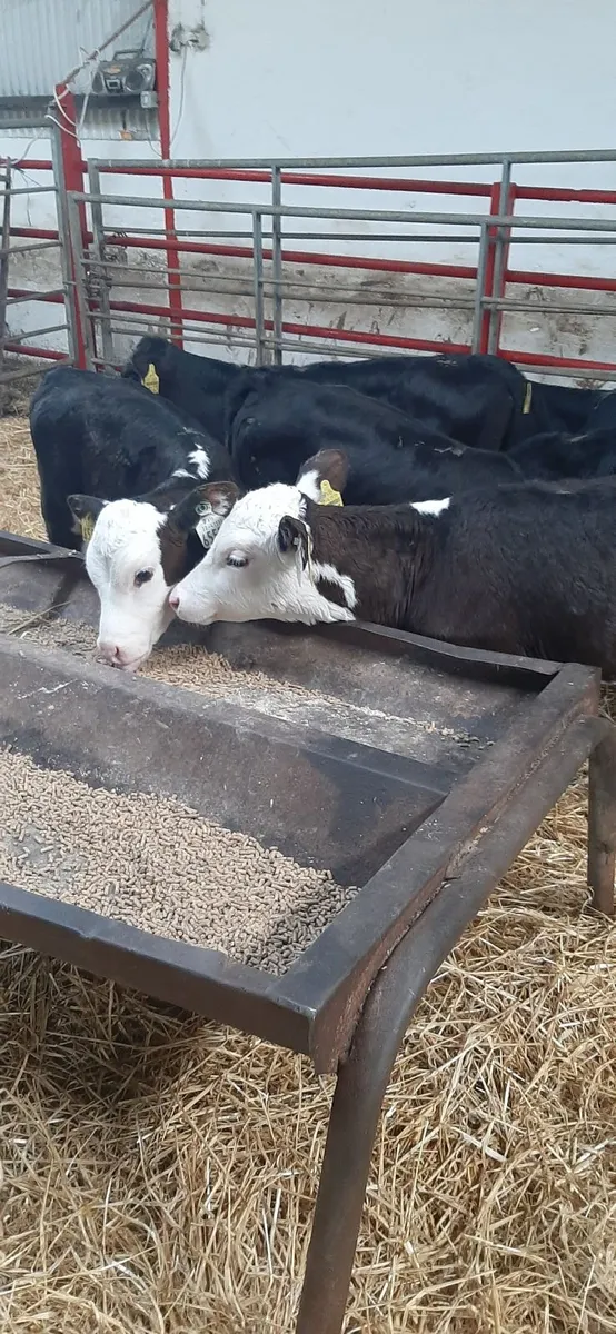 Strong heifir calves for sale - Image 1