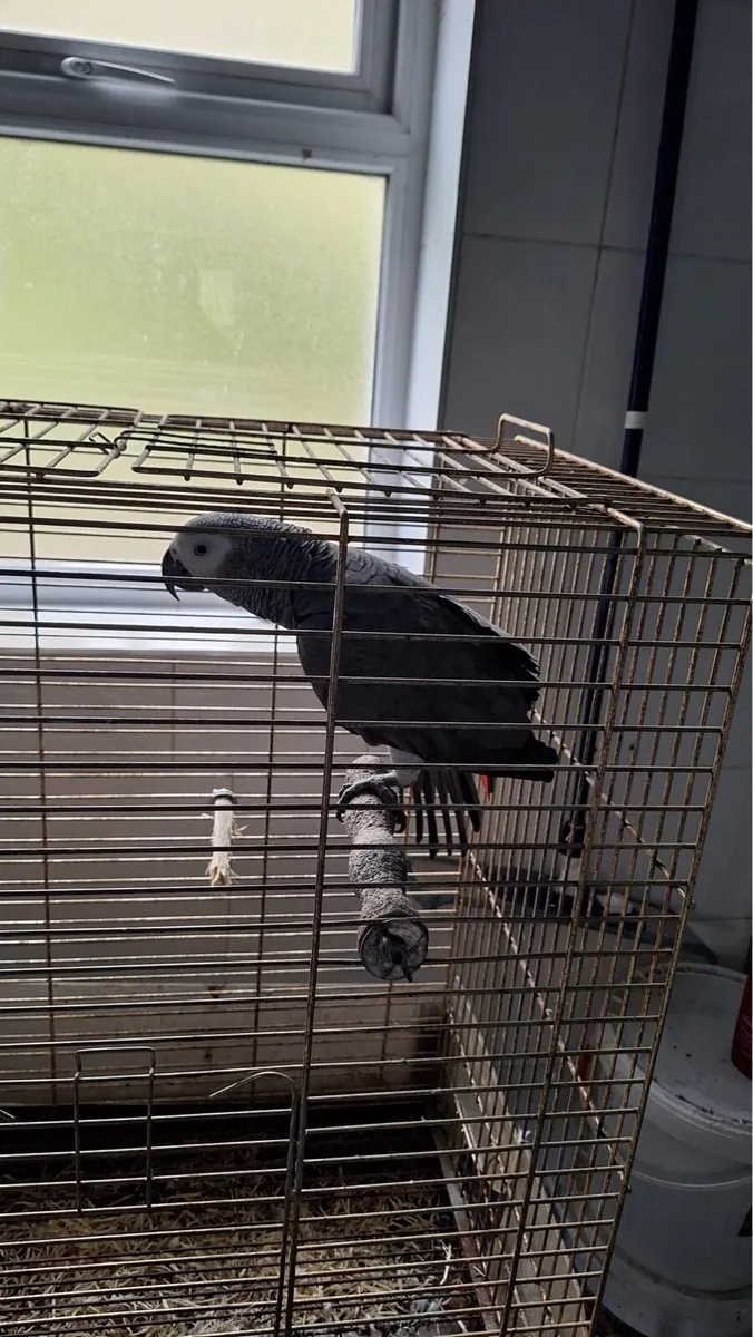Lovebird and an African grey - Image 2