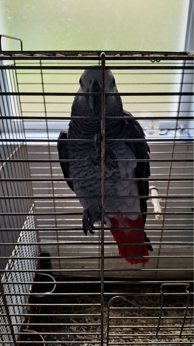 Lovebird and an African grey - Image 1