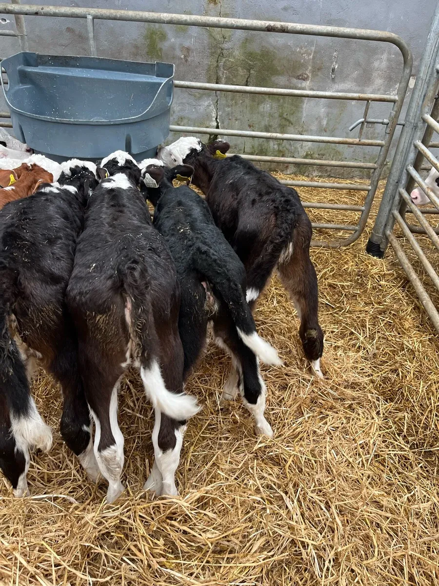 CALVES - Image 1