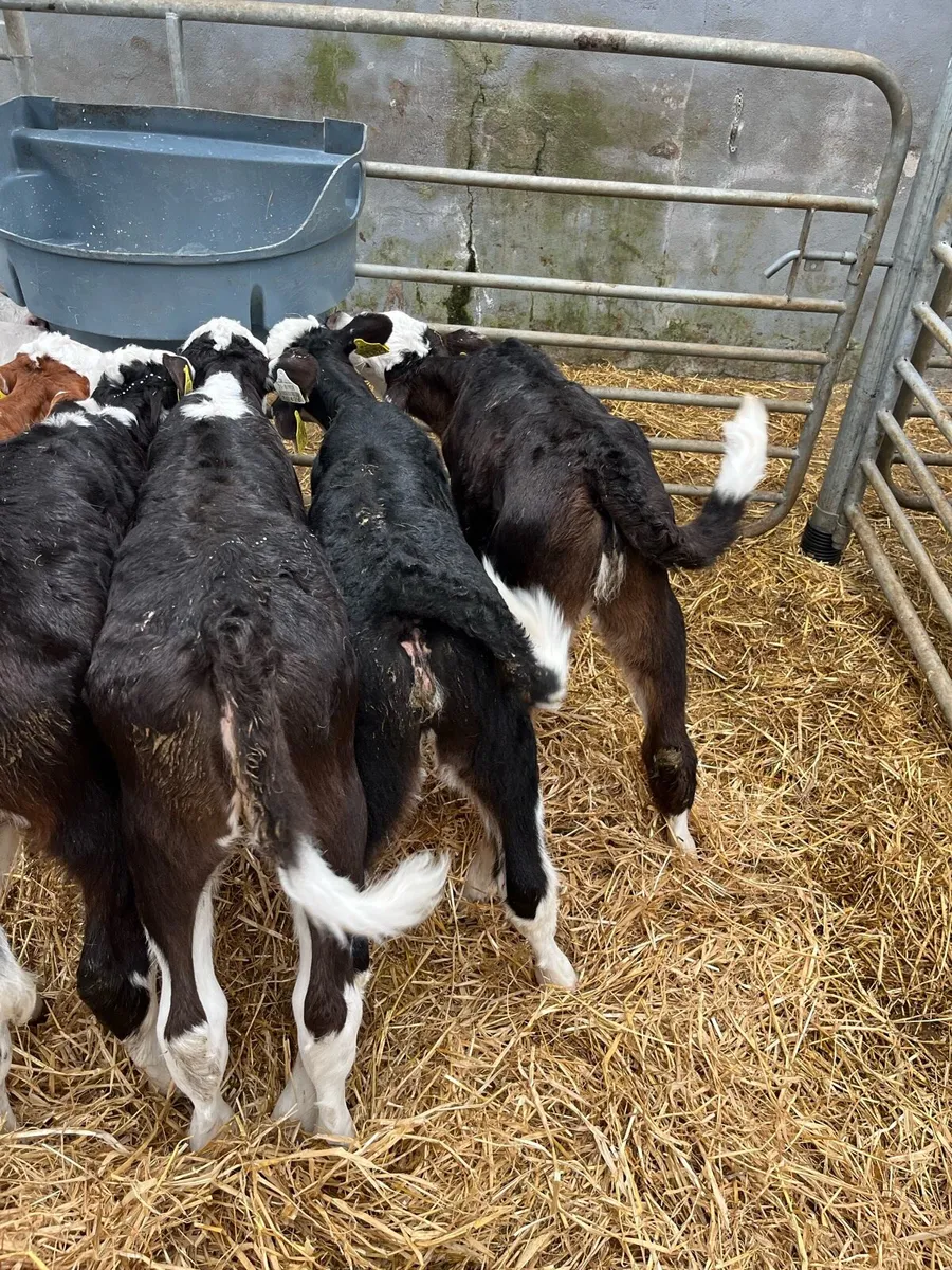 CALVES - Image 2