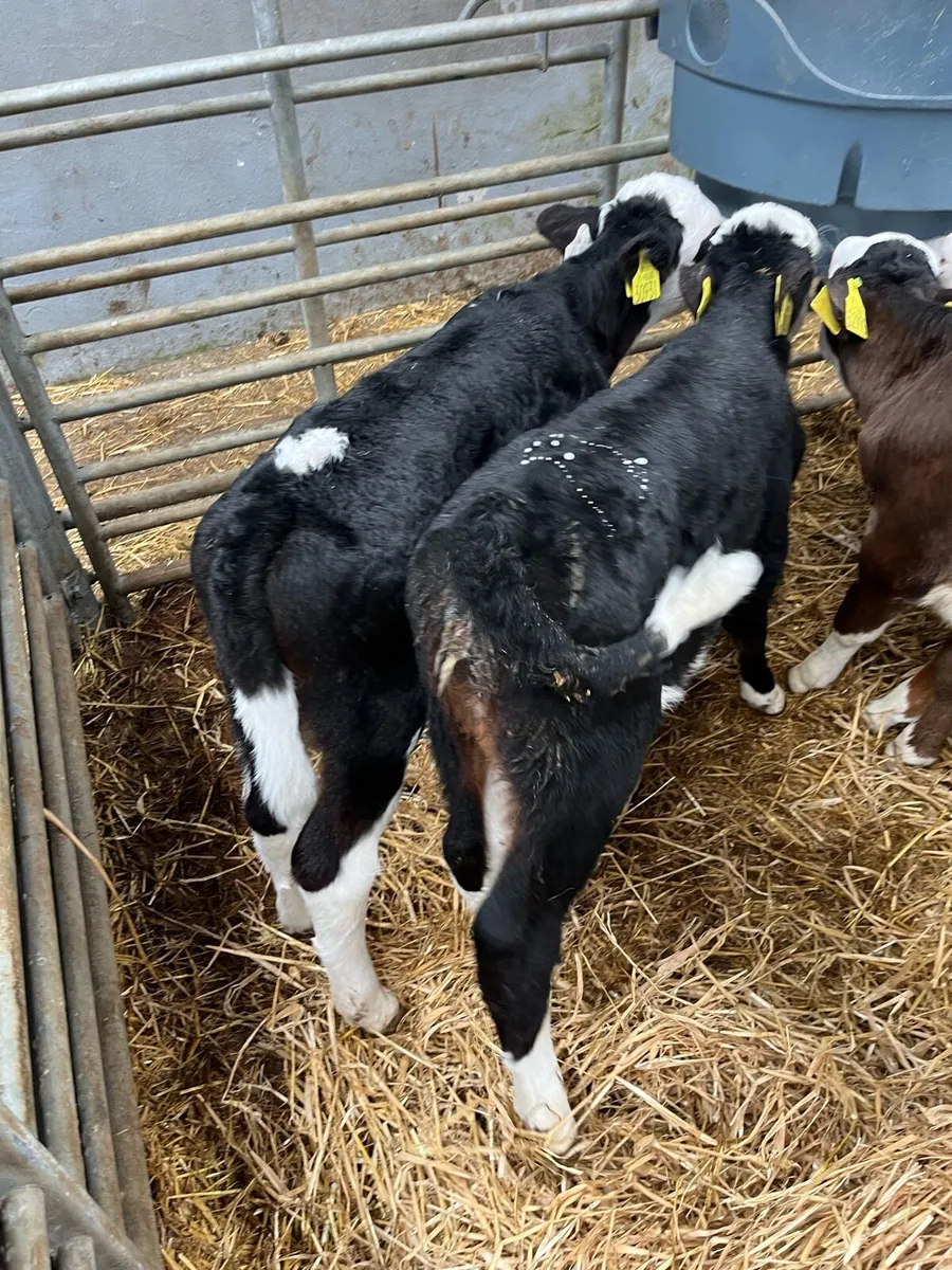 CALVES - Image 3
