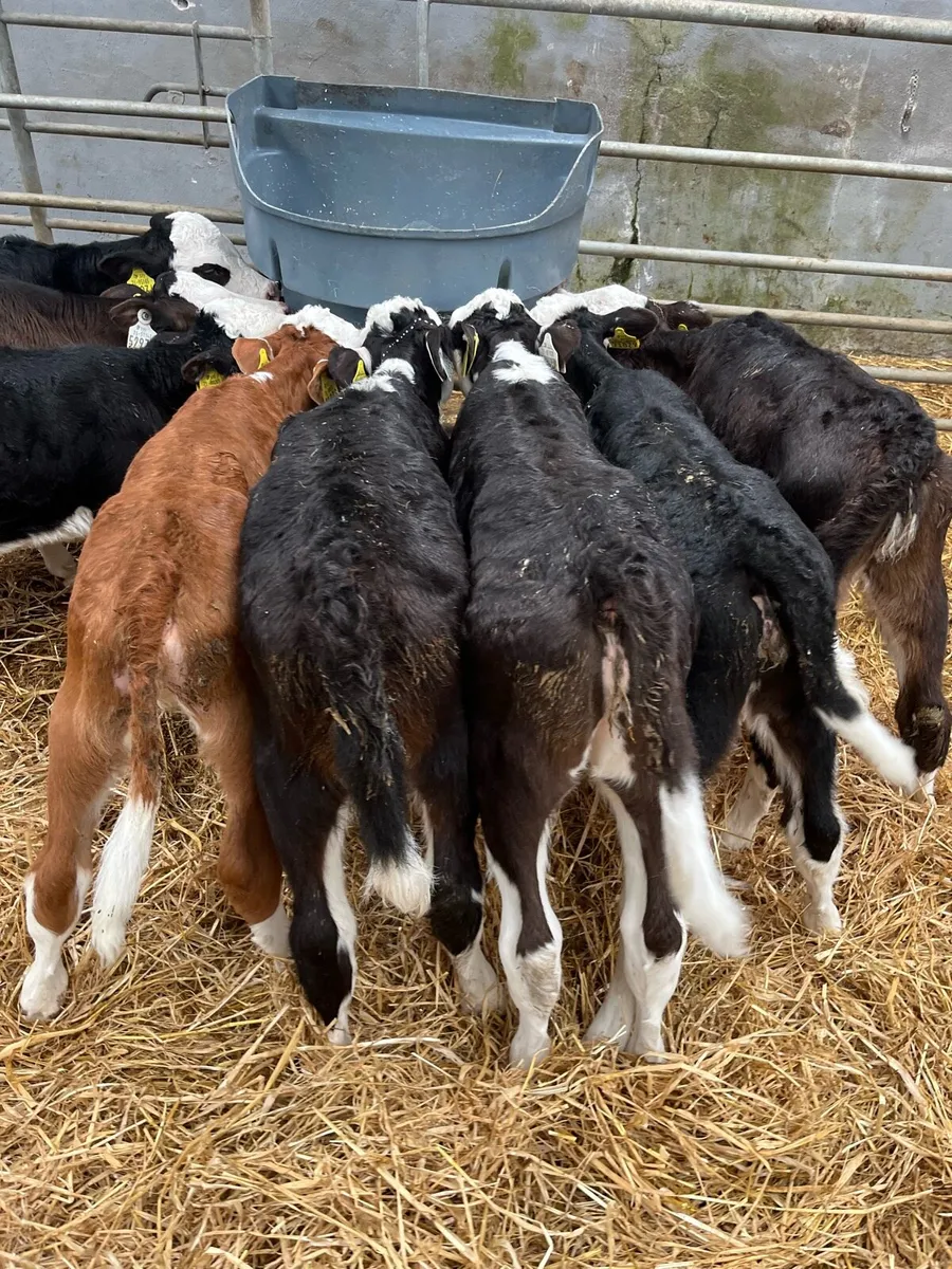 CALVES - Image 4